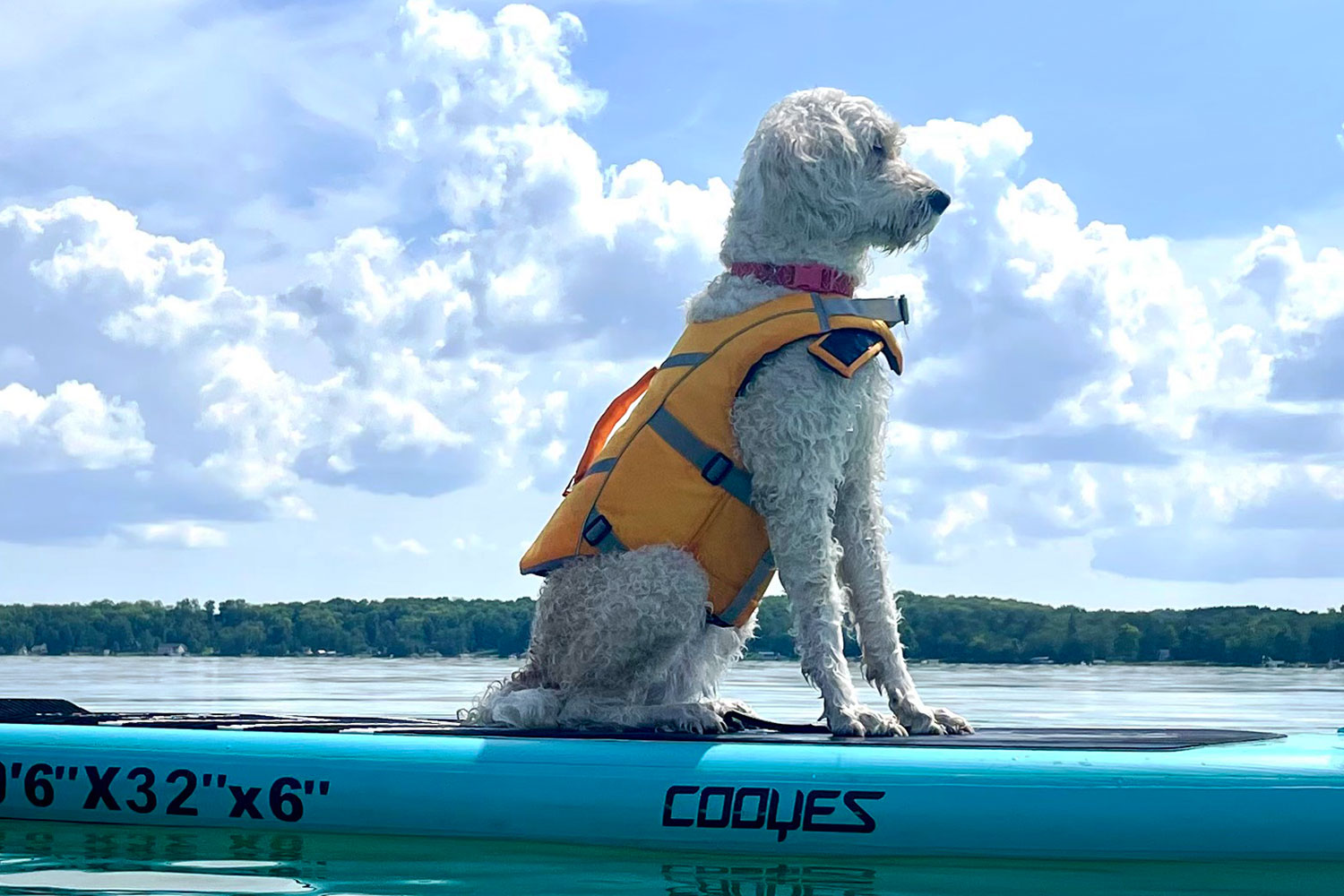 Dog on paddleboard